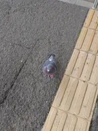 在公車站旁的鴿子