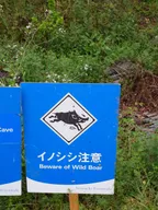 路旁有「小心野豬」的告示