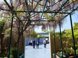 這應該是藤花?