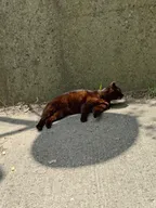 路上遇到的貓