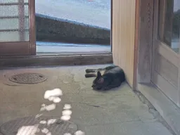 在顧攤時，闖進來並躺在入口處的島貓