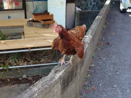在路上遇到的雞